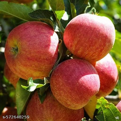 https://marketplace.mylamorganics.com/attachments/products/795c62a0d9bc98e38acc29b348c31abf.jpg